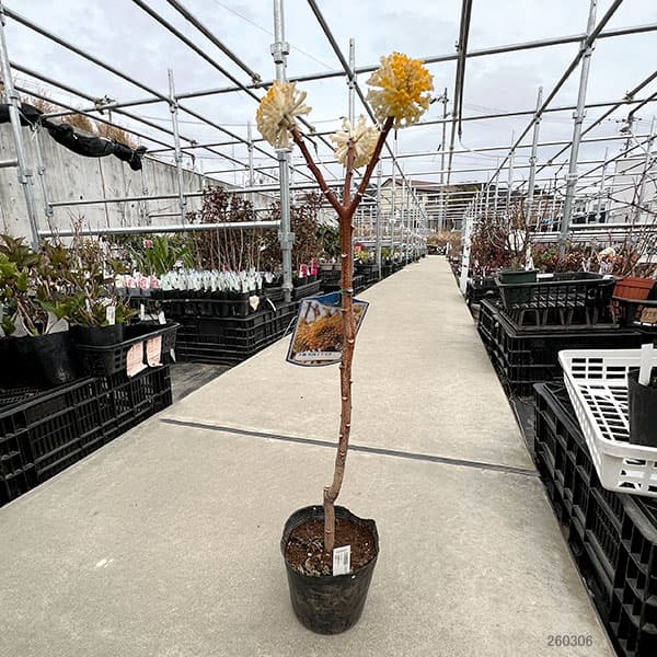 ミツマタ：大輪黄花4.5-5号ポット