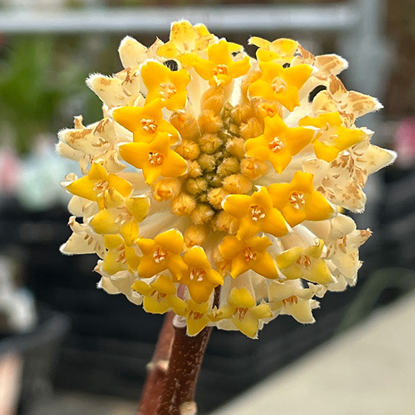 ミツマタ：大輪黄花4.5-5号ポット