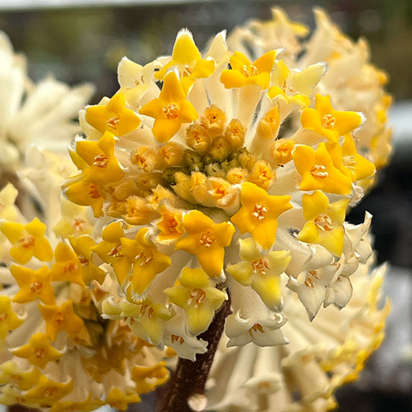 ミツマタ：大輪黄花4.5-5号ポット