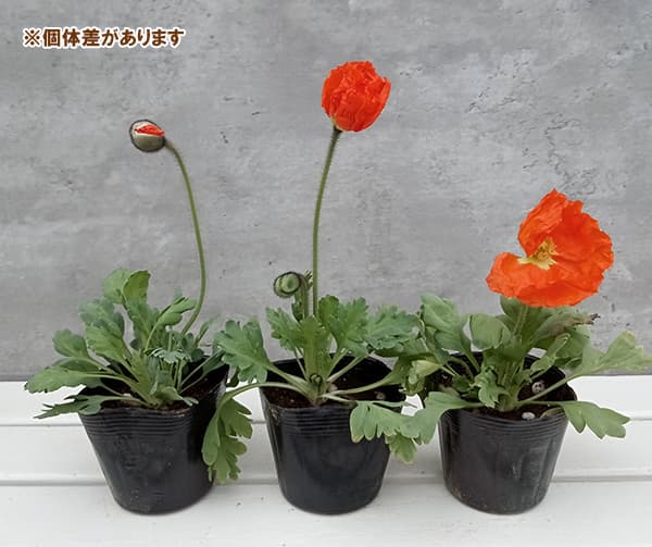 アイスランドポピー:プルシネラ オレンジ3.5号ポット