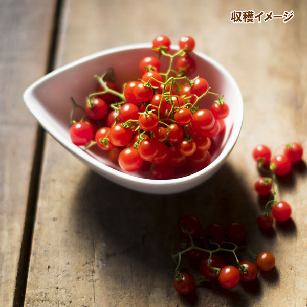 トマト：マイクロトマト[野菜タネ]