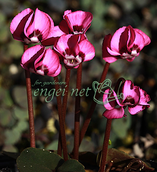 原種シクラメン：コウム赤花（緑葉系）2.5～3号ポット