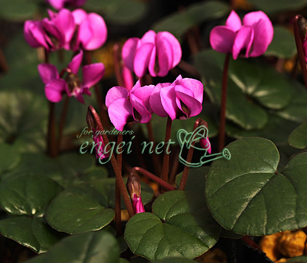 原種シクラメン：コウム赤花（緑葉系）2.5～3号ポット