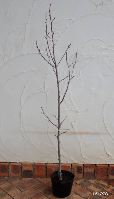 シルバーキング 最高峰の彫金工房「シルバーキング」を徹底解説！激レアなバックル