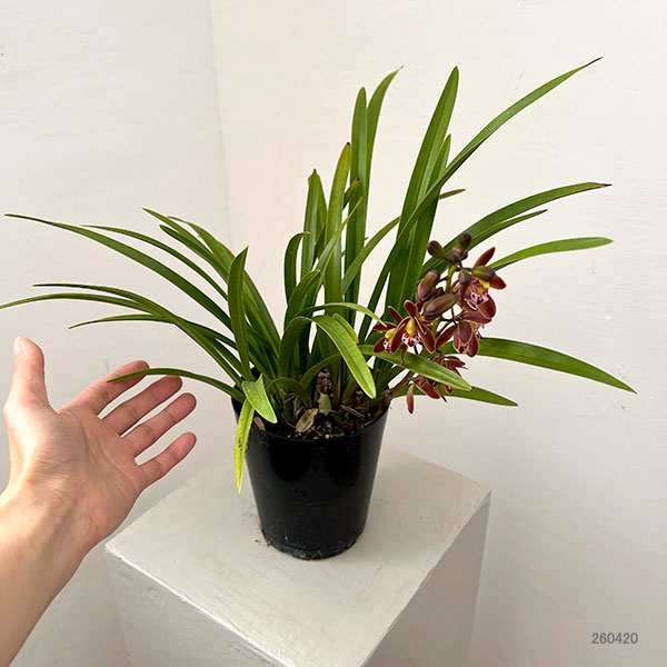 東洋蘭：金稜辺（キンリョウヘン）4号ポット3株セット