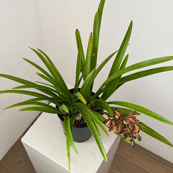 東洋蘭：金稜辺（キンリョウヘン）4号ポット3株セット