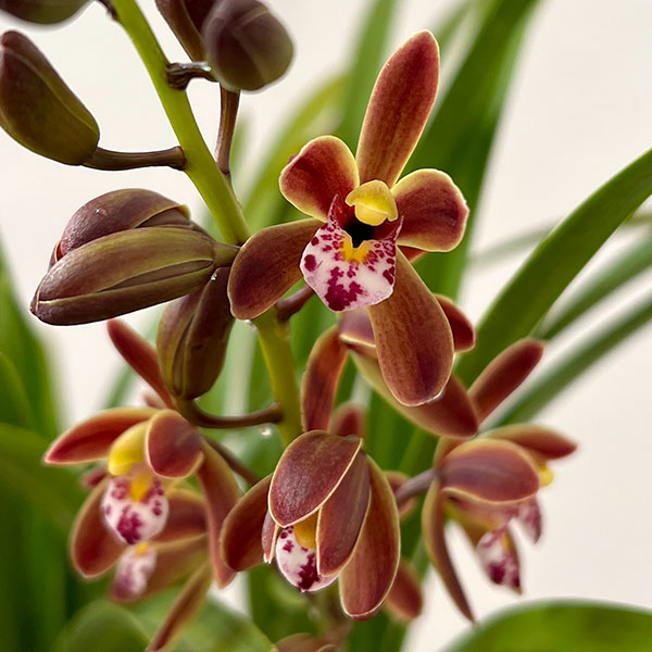 東洋蘭：金稜辺（キンリョウヘン）4号ポット3株セット