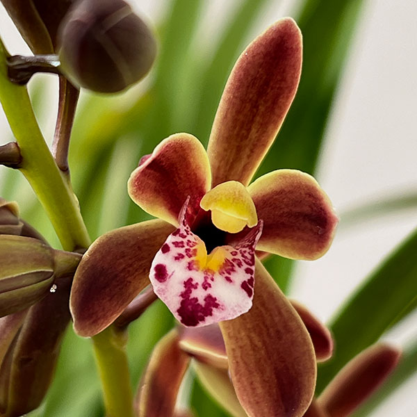 東洋蘭：金稜辺（キンリョウヘン）4号ポット3株セット