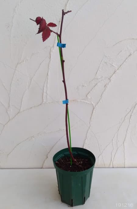 木いちご（キイチゴ）：ブラックベリー ジャンボ5号ポット