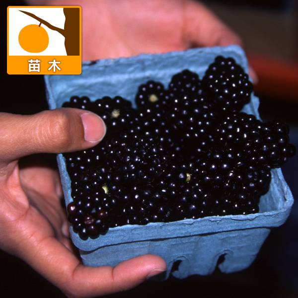 木いちご（キイチゴ）：ブラックベリー ジャンボ5号ポット