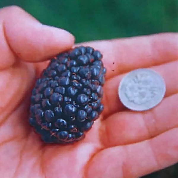 木いちご（キイチゴ）：ブラックベリー ジャンボ5号ポット