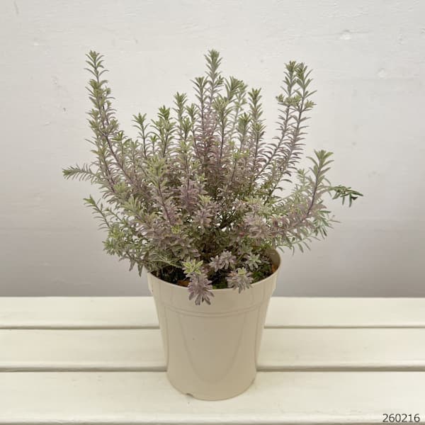 ウエストリンギア 白斑（バリエガータ）5号鉢植え