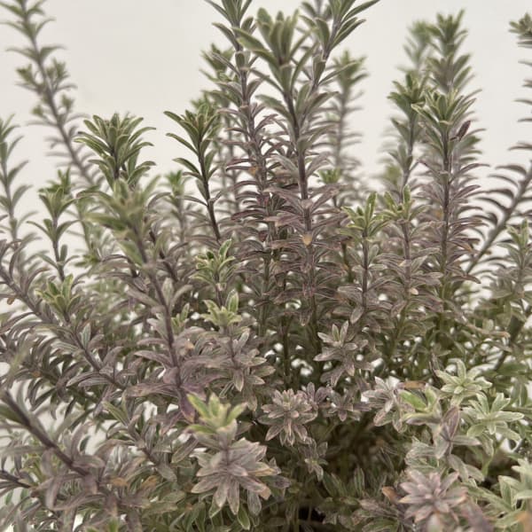 ウエストリンギア 白斑（バリエガータ）5号鉢植え