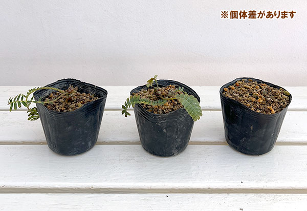 オサバグサ(筬葉草)3号ポット