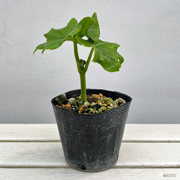 ハッカクレン（八角蓮）4号ポット