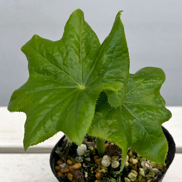 ハッカクレン（八角蓮）4号ポット