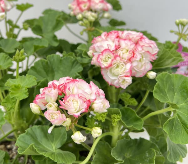 ゼラニウム:ローズバッド・アップルブロッサム4号鉢植え
