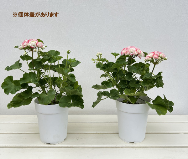ゼラニウム:ローズバッド・アップルブロッサム4号鉢植え