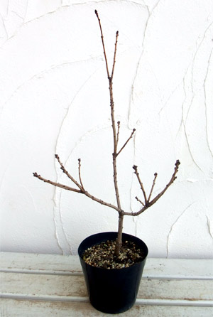 スモークツリー:ルブリフォリア4.5~5号ポット