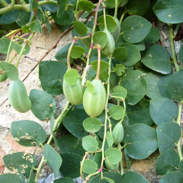 ケイパー（ケッパー）3号ポット