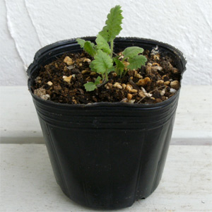 日本サクラソウ(桜草):天覆輪(てんぷくりん)3号ポット