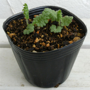 日本サクラソウ（桜草）：唐縮緬（からちりめん）3号ポット