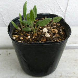 日本サクラソウ（桜草）：原種白花3号ポット