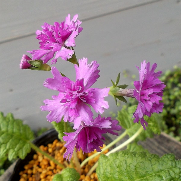 日本サクラソウ（桜草）八重咲き：夕景色（ゆうげしき）2.5-3号ポット