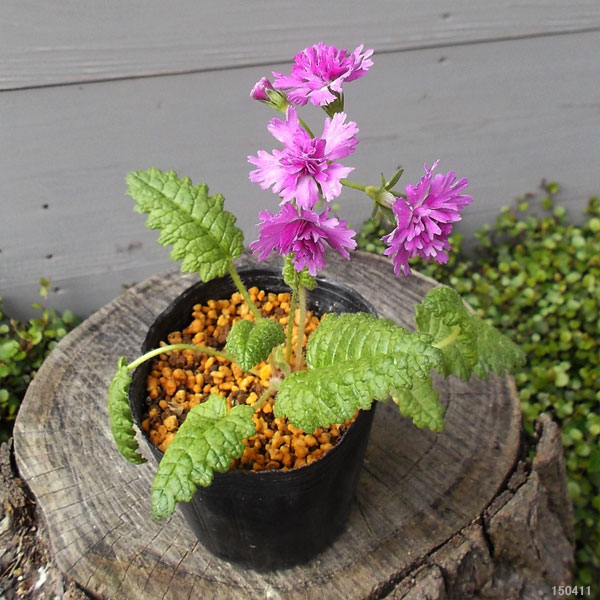 日本サクラソウ（桜草）八重咲き：夕景色（ゆうげしき）2.5-3号ポット