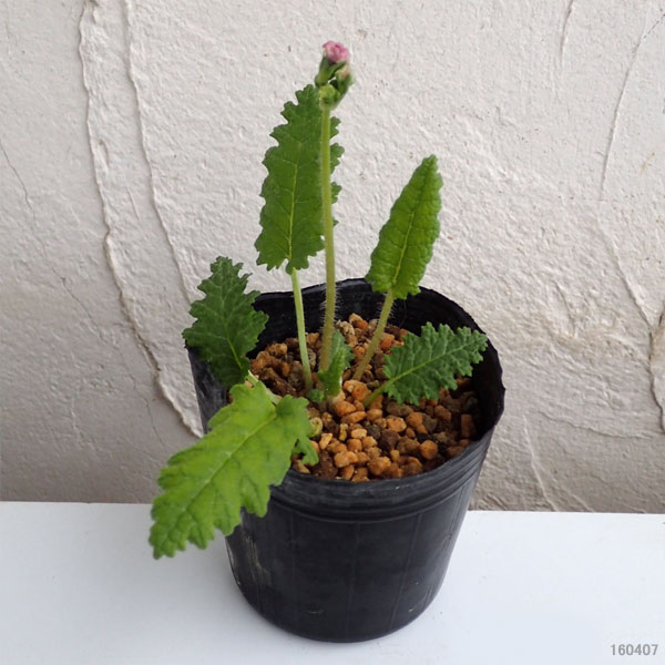 日本サクラソウ（桜草）八重咲き：夕景色（ゆうげしき）2.5-3号ポット