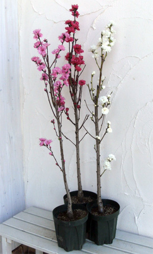 ほうき性花桃: 照手シリーズ3品種セット