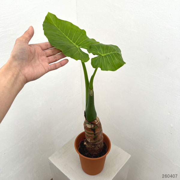 園芸ネット本店｜クワズイモ 4号鉢植え の通販【公式】