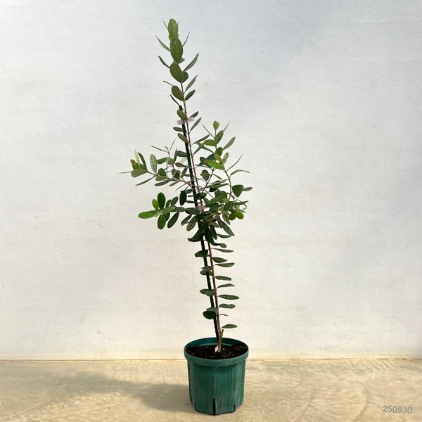 フェイジョア：アポロ6号ポット