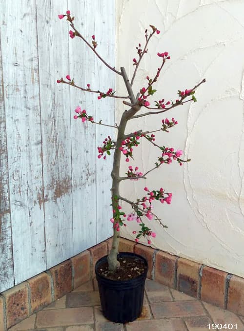 [26年2月中下旬予約]ハナカイドウ（海棠・マルス）7号ポット