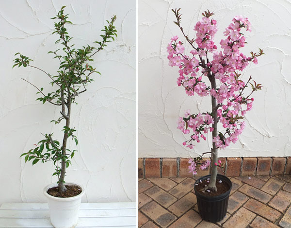 [26年2月中下旬予約]ハナカイドウ（海棠・マルス）7号ポット