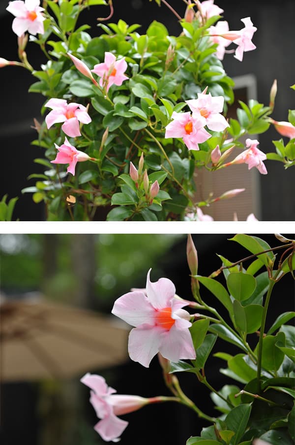 マンデビラ:サンパラソル ミルキーピンク5号鉢植え