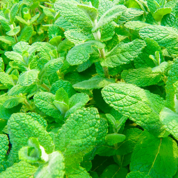 ミント：アップルミント3号ポット