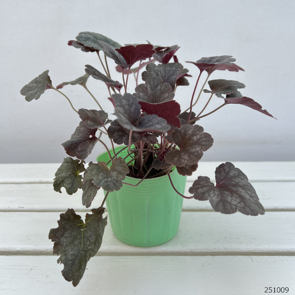 ヒューケラ：スワーリングファンタジー3.5号ポット