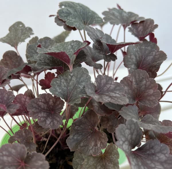 ヒューケラ：スワーリングファンタジー3.5号ポット