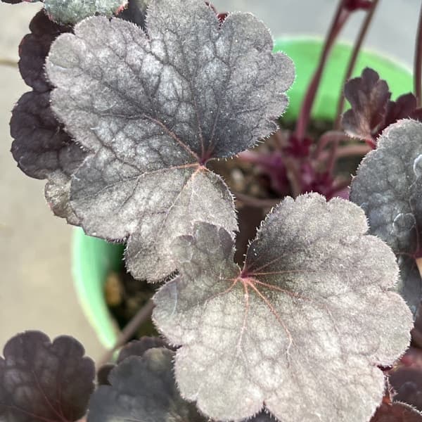 ヒューケラ：スワーリングファンタジー3.5号ポット