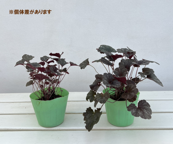 ヒューケラ：スワーリングファンタジー3.5号ポット