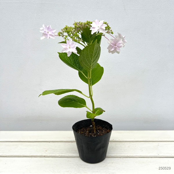 ガクアジサイ：隅田の花火（スミダノハナビ）4号ポット の通販