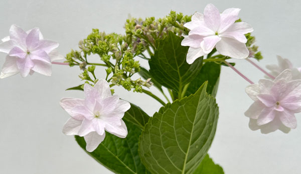 ガクアジサイ：隅田の花火（スミダノハナビ）4号ポット の通販