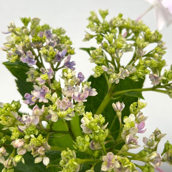 ガクアジサイ：隅田の花火（スミダノハナビ）4号ポット