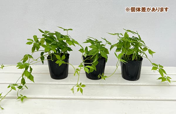 アマチャヅル（甘茶蔓）3号ポット