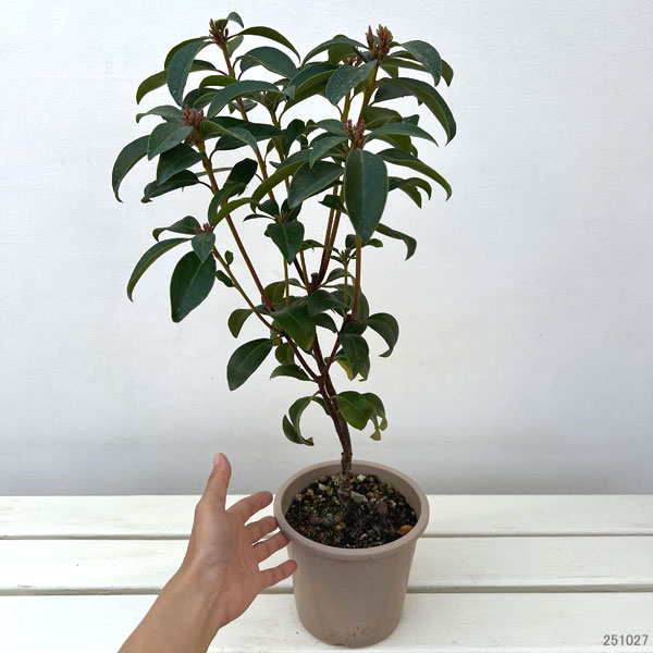 カルミア：ピンクボール5号ポット