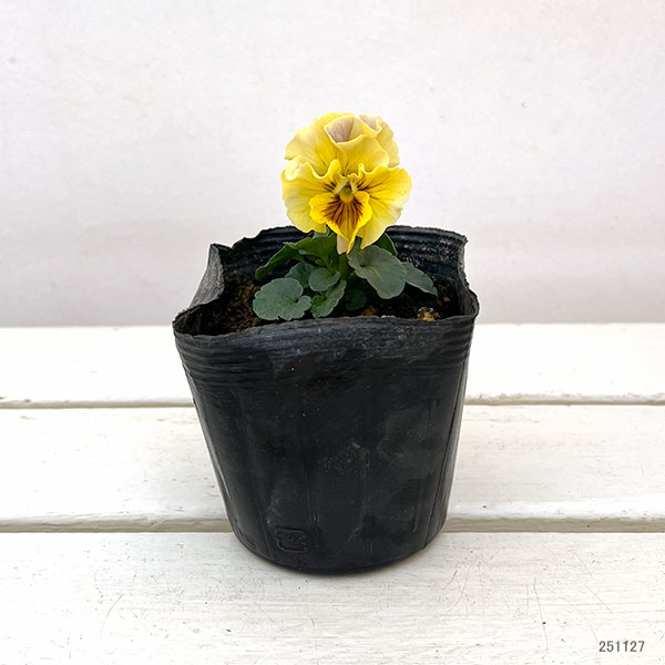 パンジー：ムーランフリルバレリンルージュ3.5号ポット 6株セット