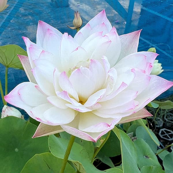 花はす:菊花粉(キッカフン)4.5号ポット