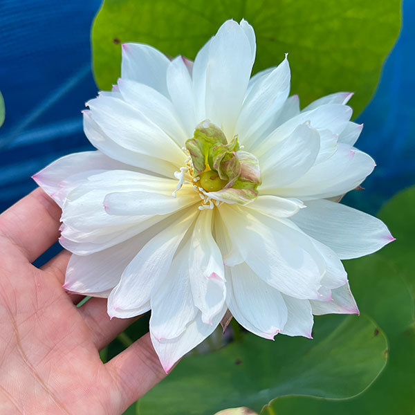 花はす:菊花粉(キッカフン)4.5号ポット