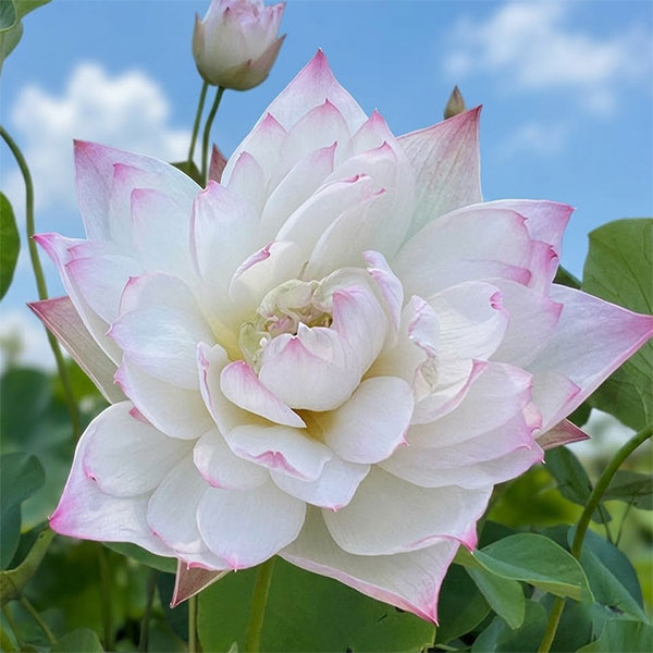 花はす:菊花粉(キッカフン)4.5号ポット